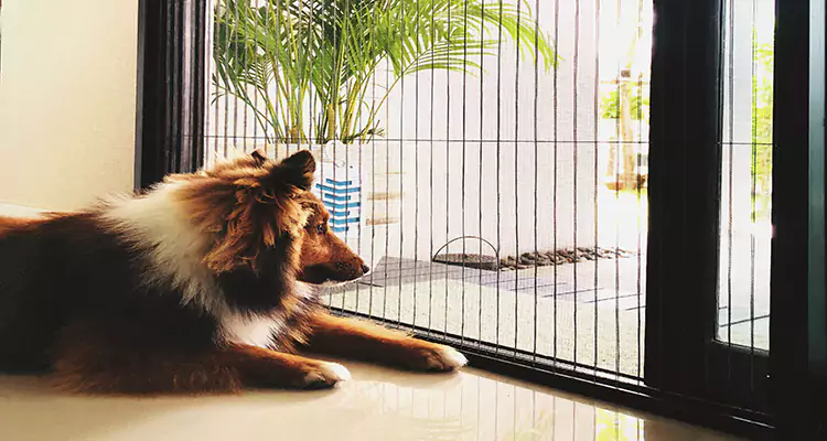 Sliding Screen Pet Door Repair in Apopka, FL