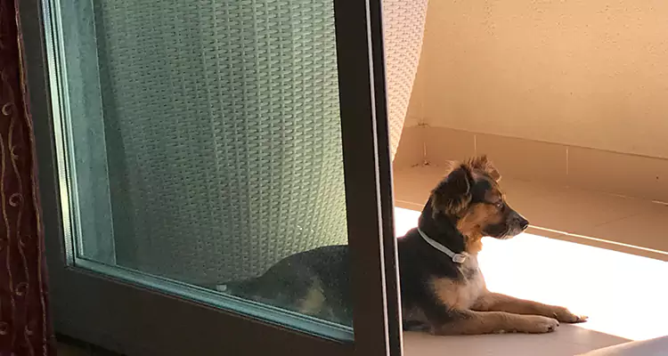 French Door Pet Screen Repair in Apopka, FL